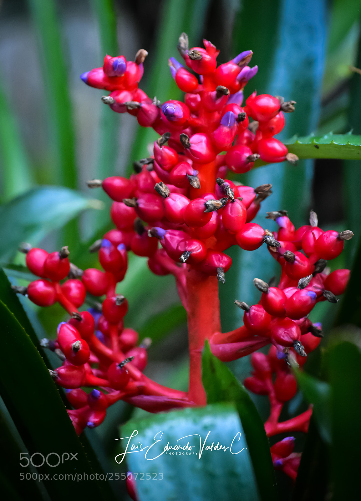 Nikon D7200 sample photo. Catleya! photography