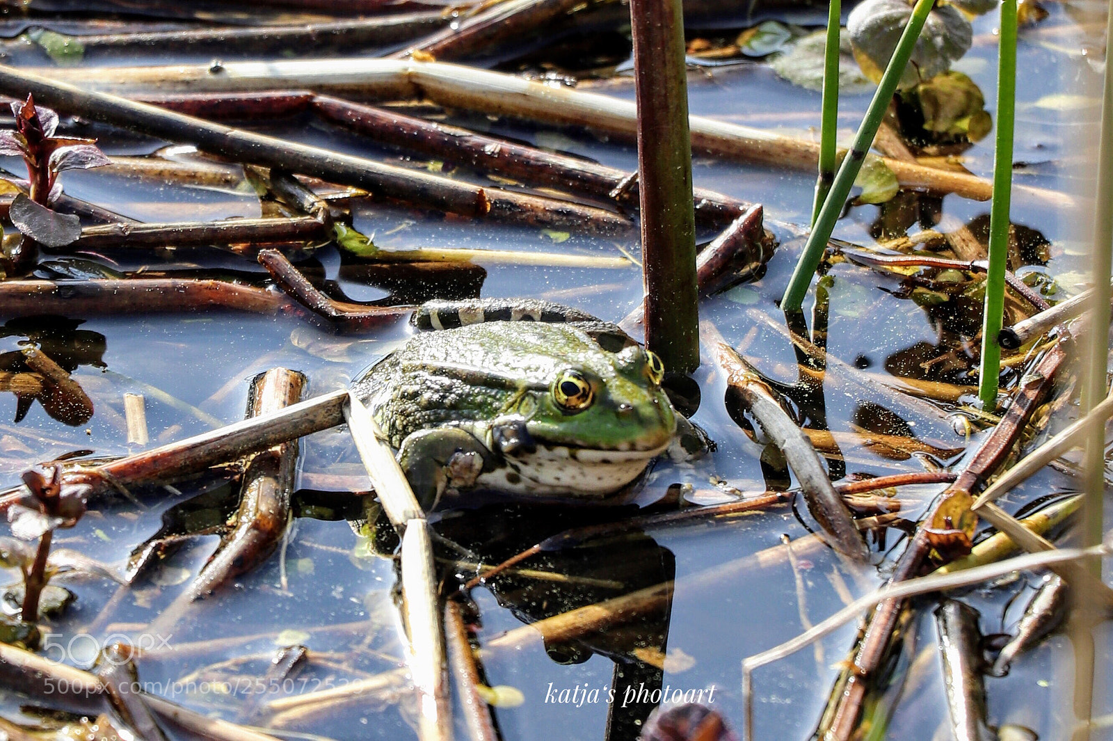 Canon EOS 80D sample photo. Frog photography