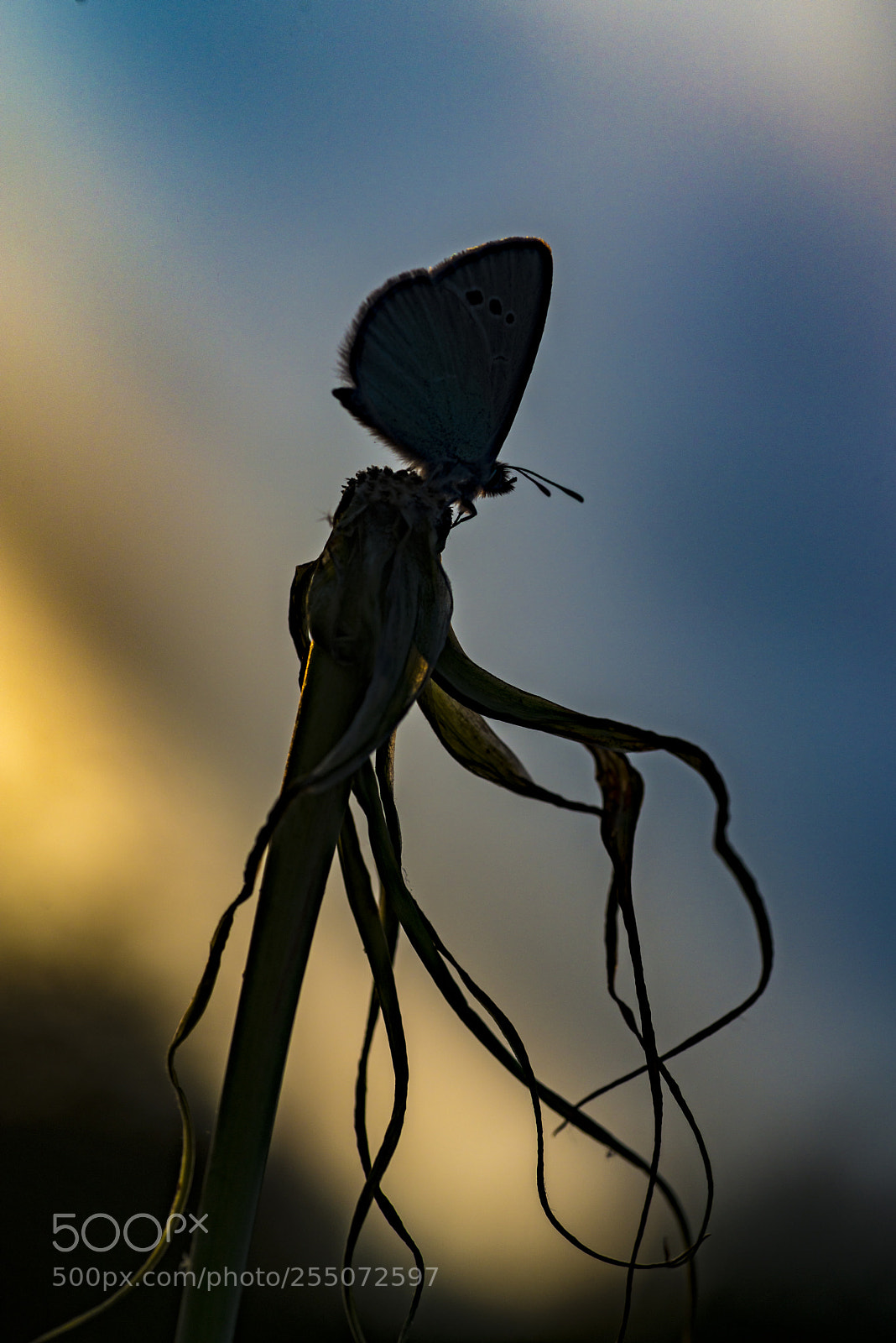 Nikon D800E sample photo. Butterfly in sunset photography