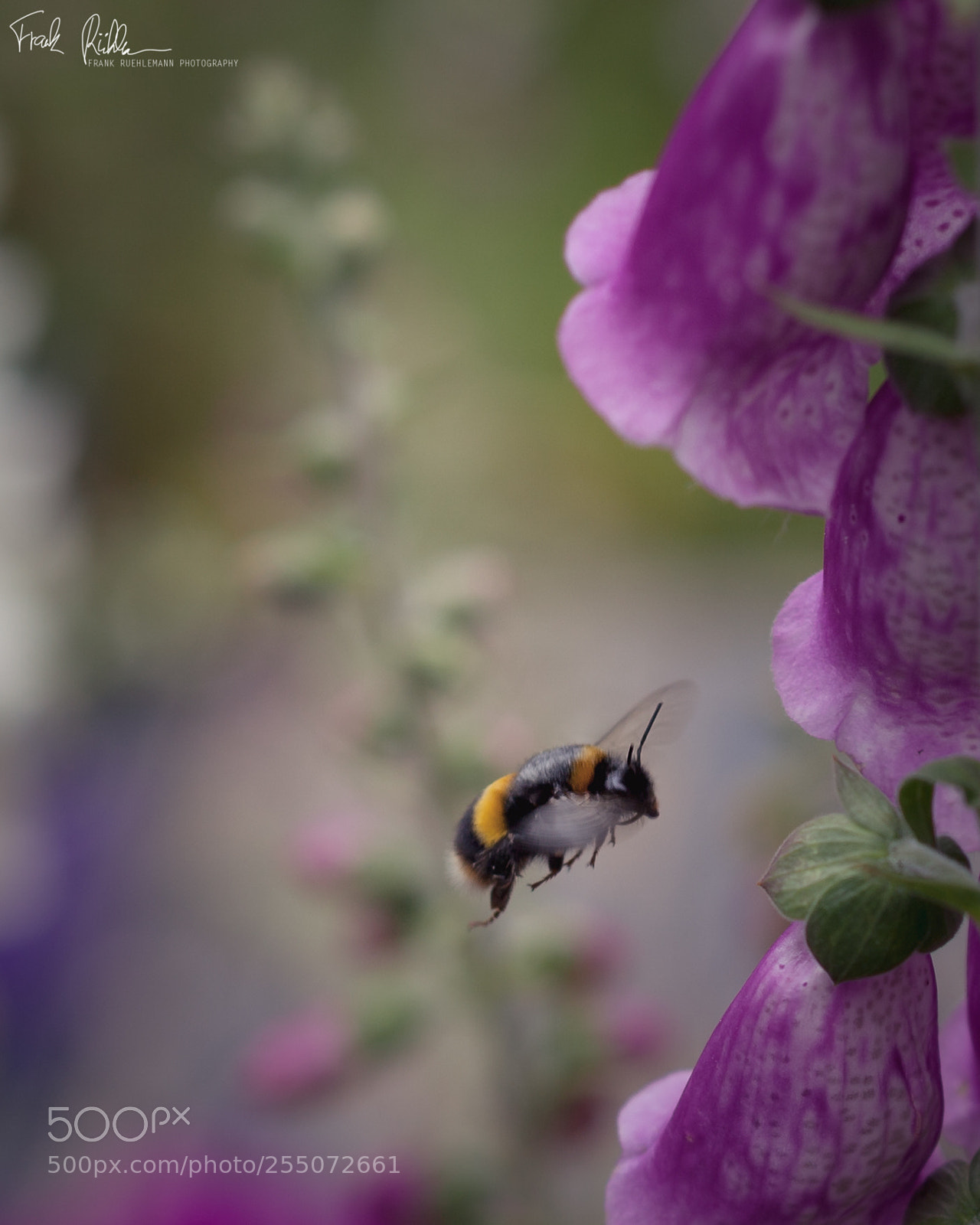 Canon EOS 5D Mark II sample photo. Spring is finally here. photography