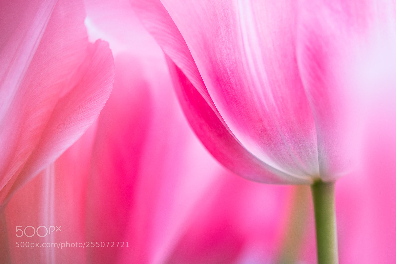 Sony a7R II sample photo. Pink symphony photography