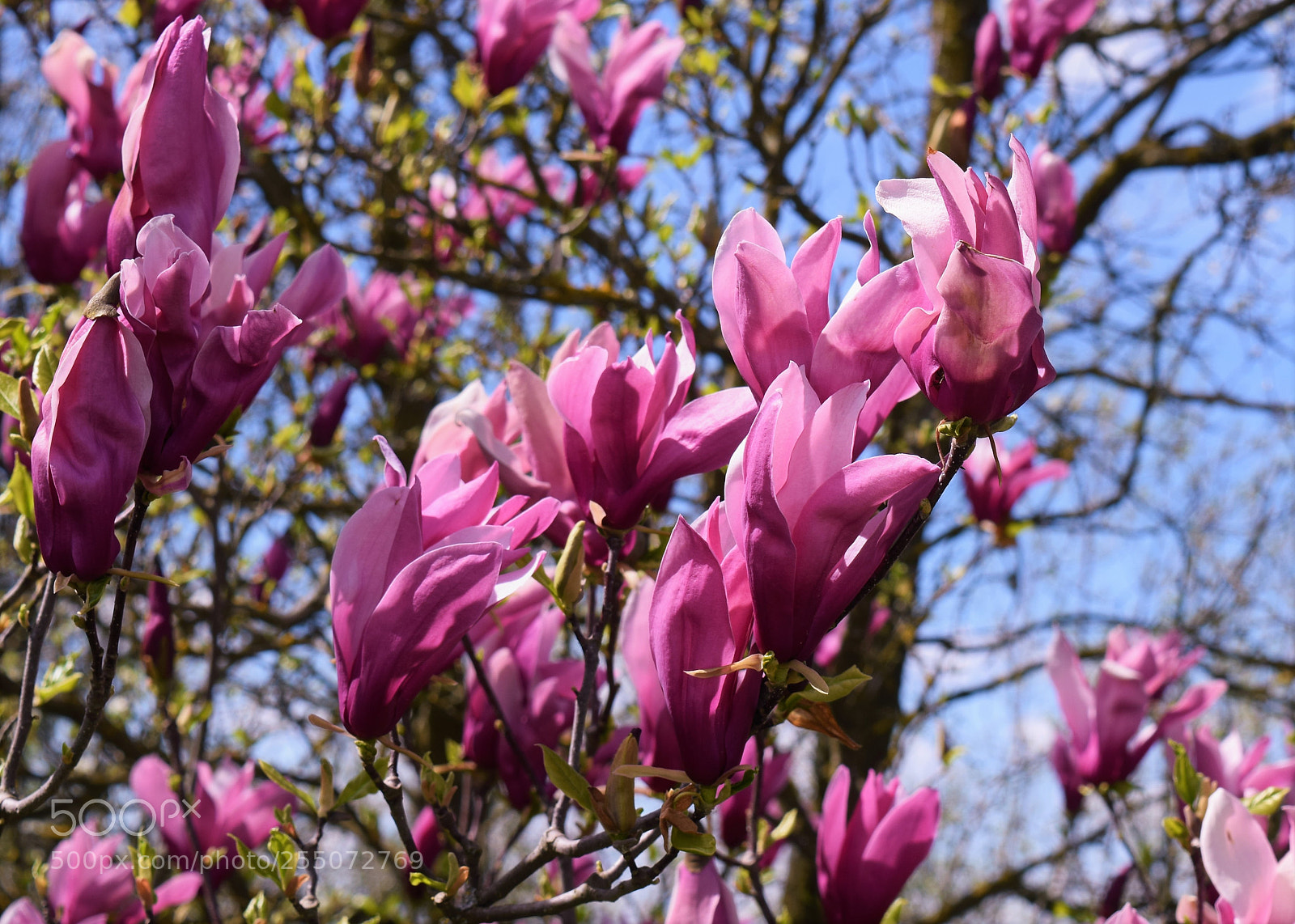 Nikon D3300 sample photo. Magnolia photography