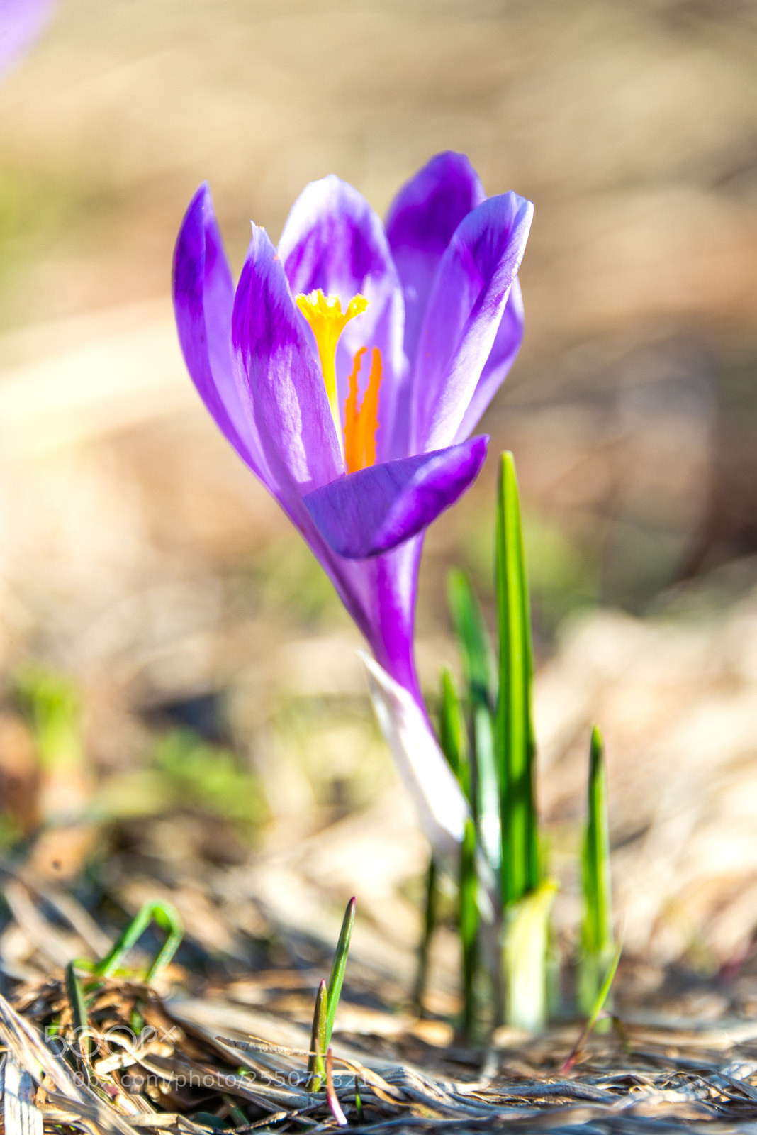 Nikon D610 sample photo. Crochus / spring flower photography