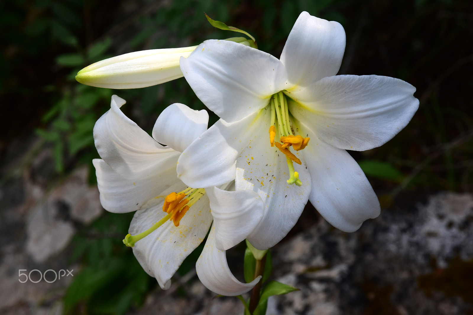Nikon D7200 sample photo. Madonna lily photography
