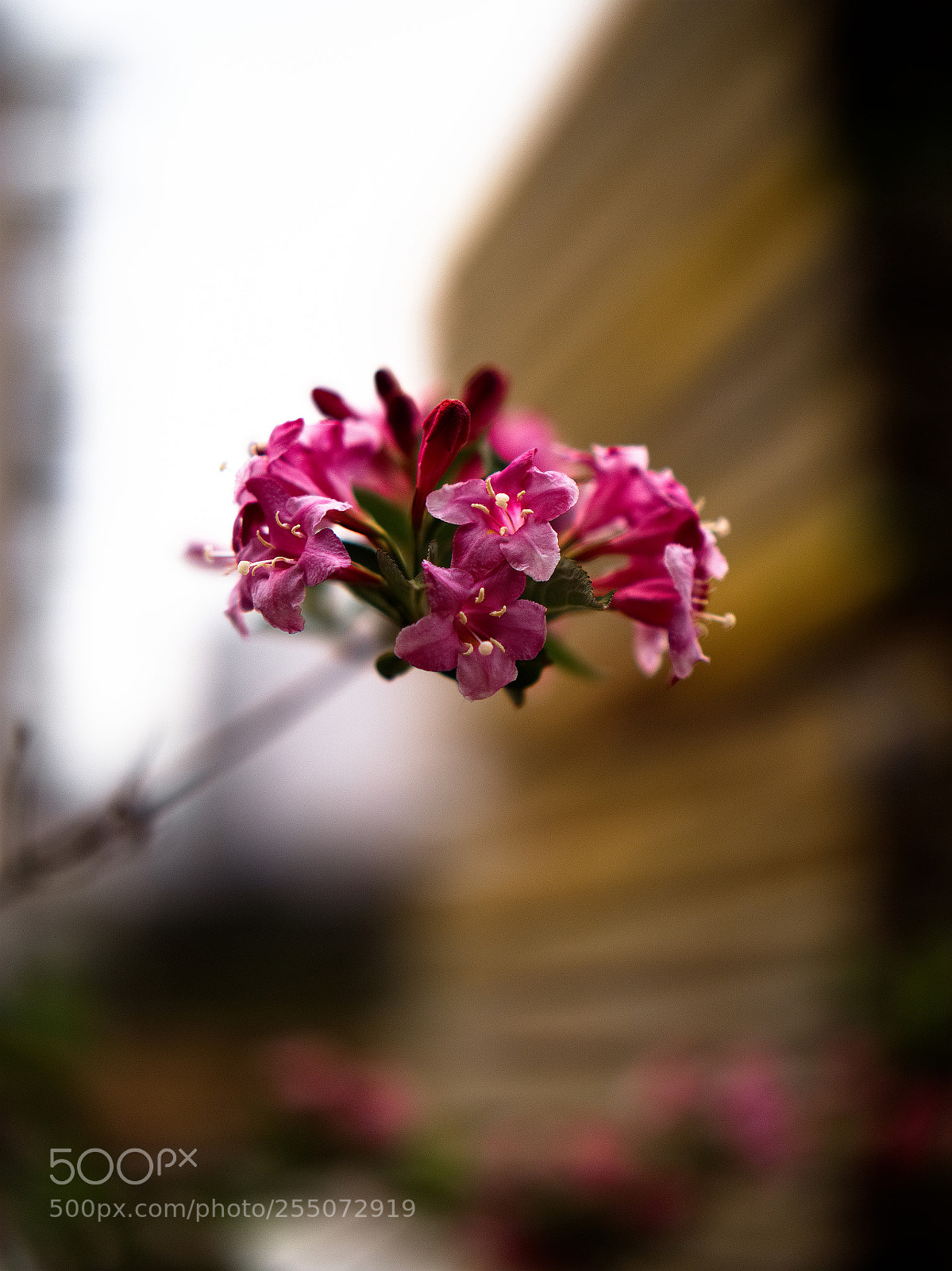 Panasonic Lumix DC-GH5 sample photo. Vite photography