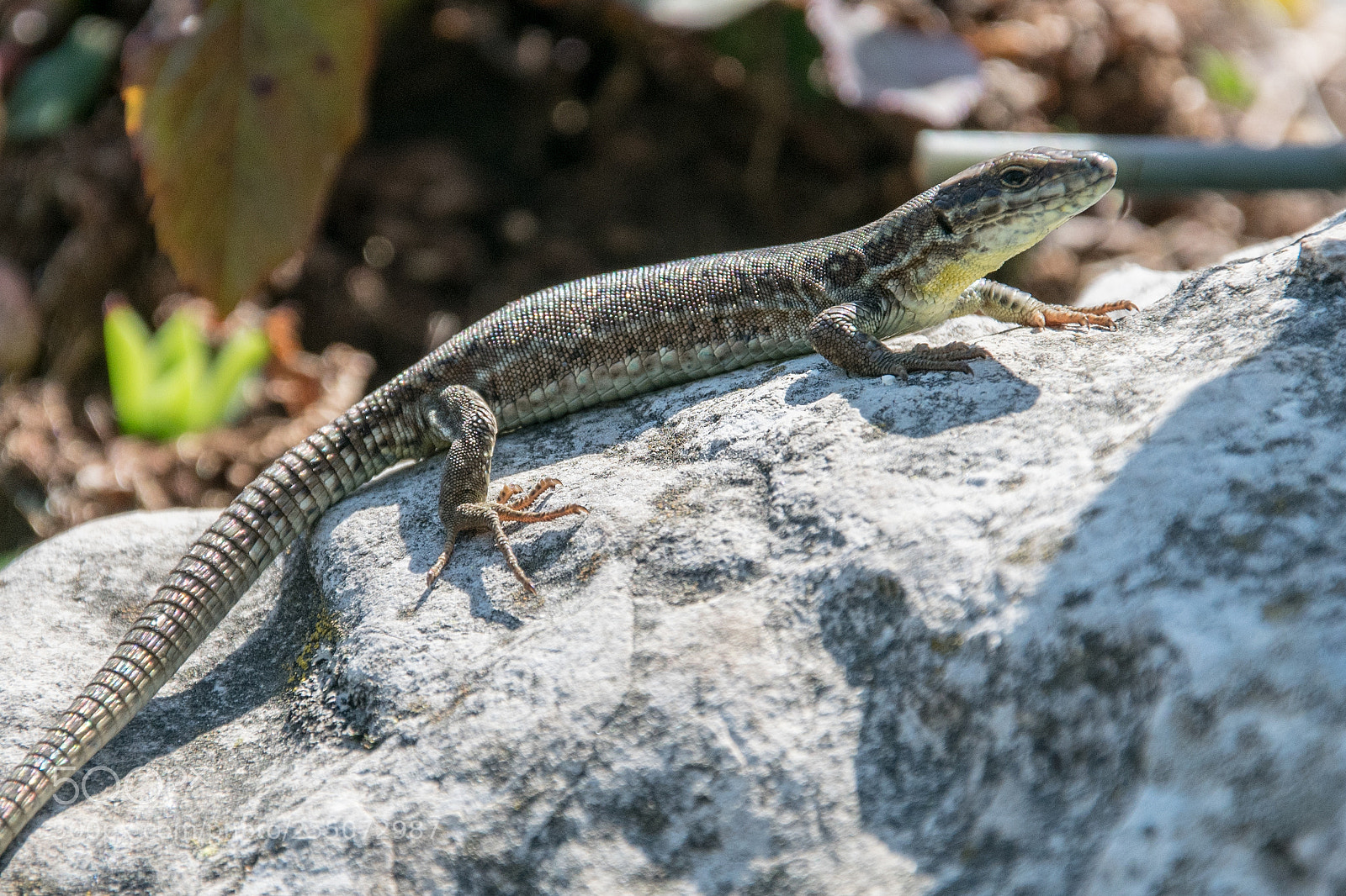 Nikon D3400 sample photo. Lizard photography