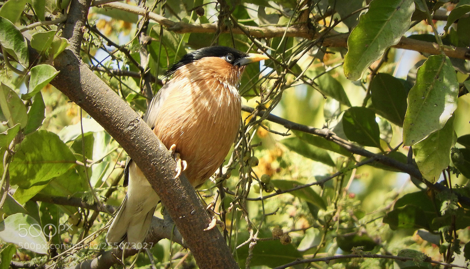 Nikon Coolpix B700 sample photo. Brahminy starling photography
