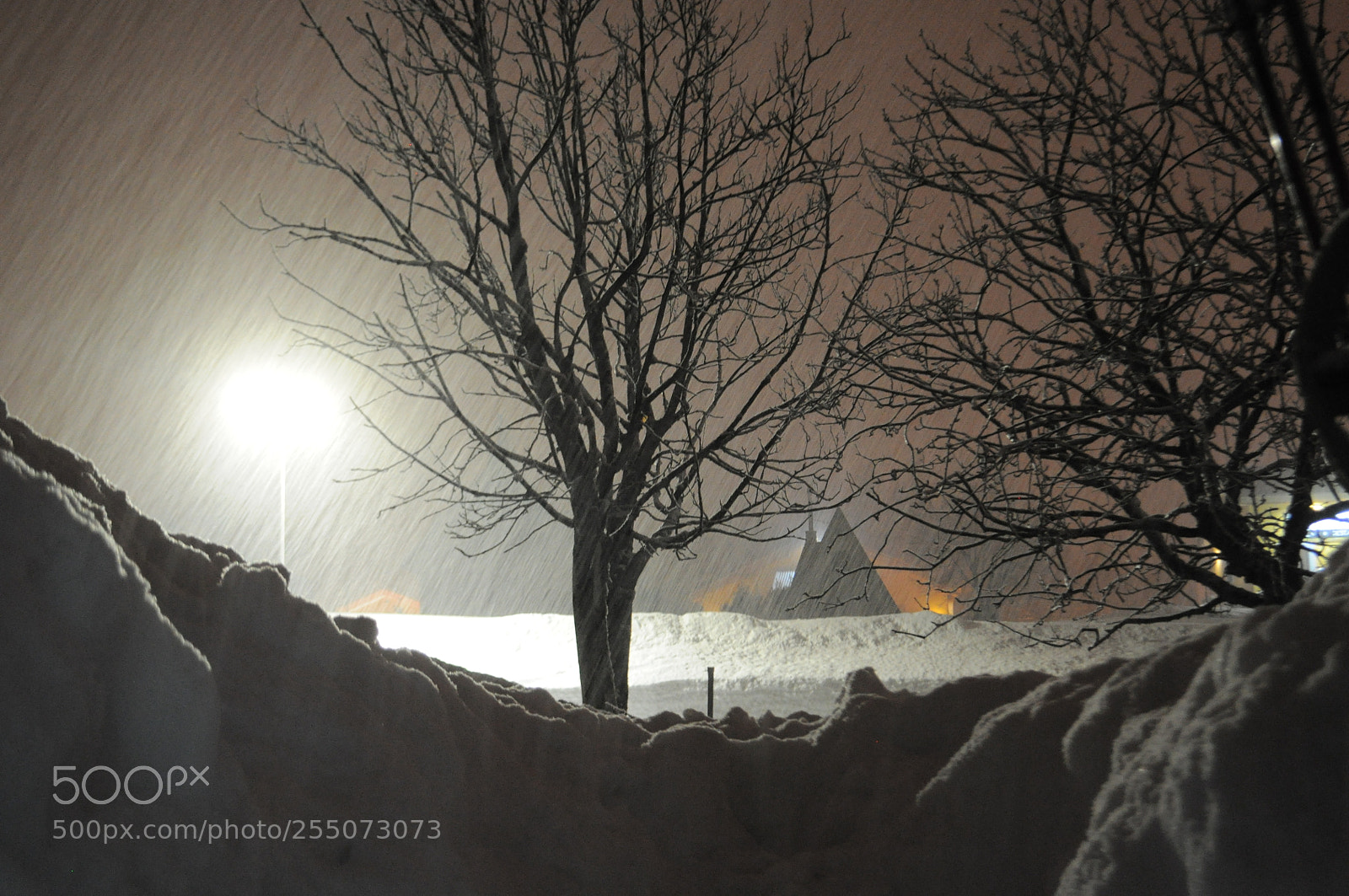 Nikon D5000 sample photo. Frozen photography