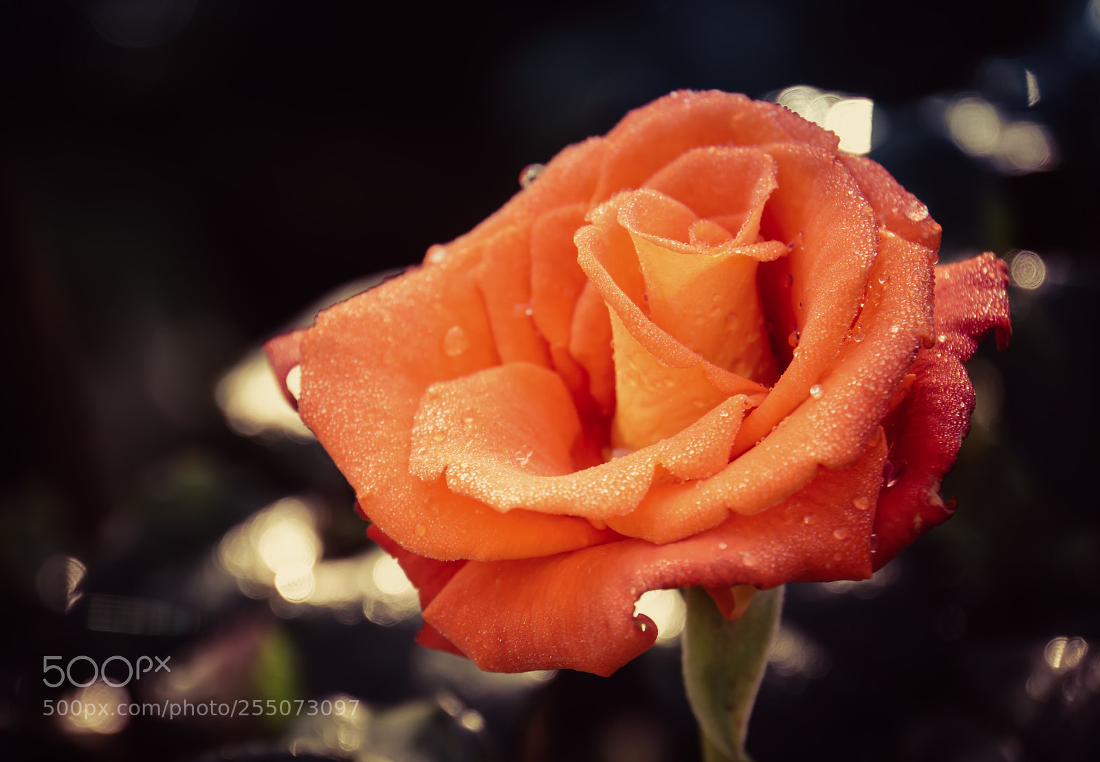 Sony a6000 sample photo. После дождя photography