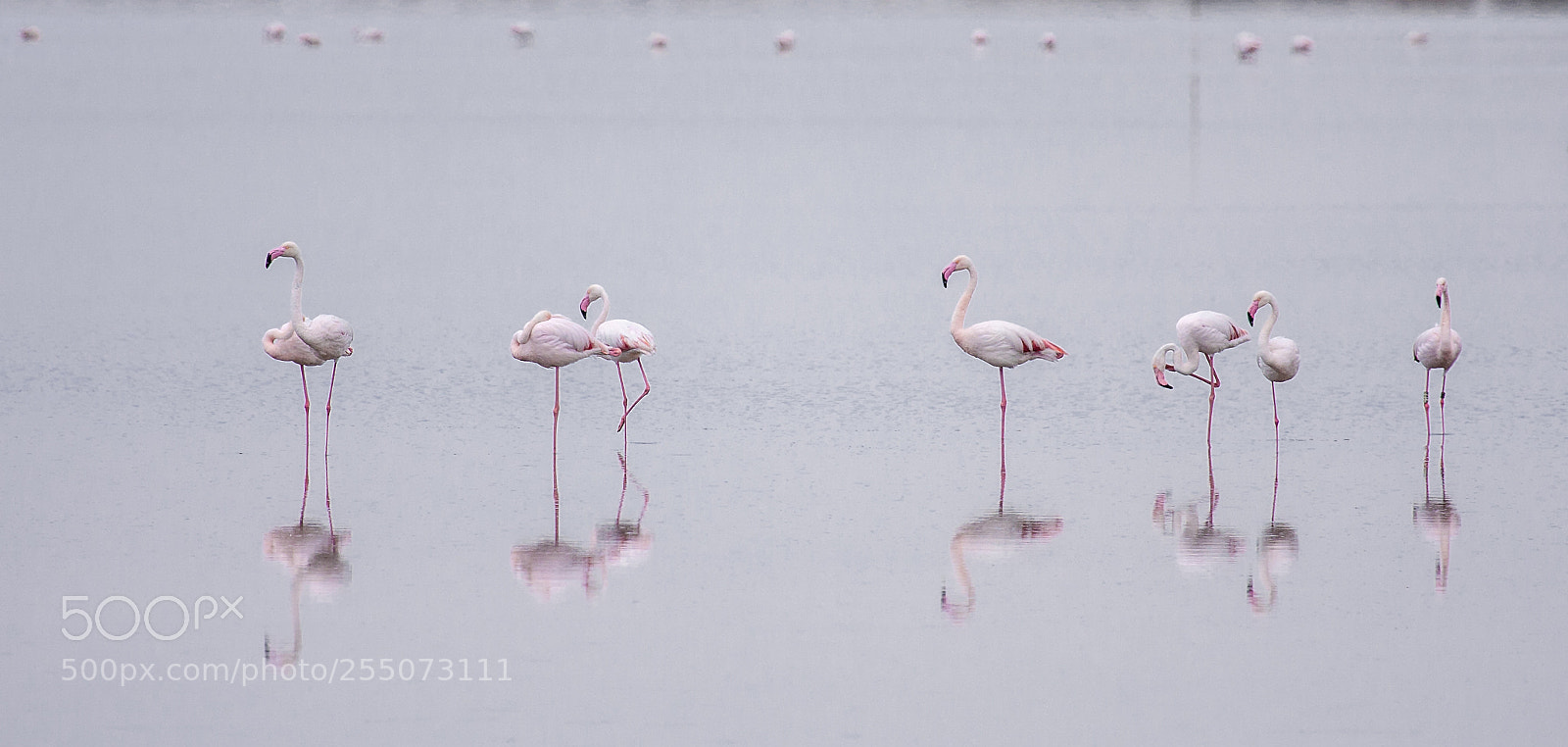 Canon EOS 40D sample photo. Reflecions photography