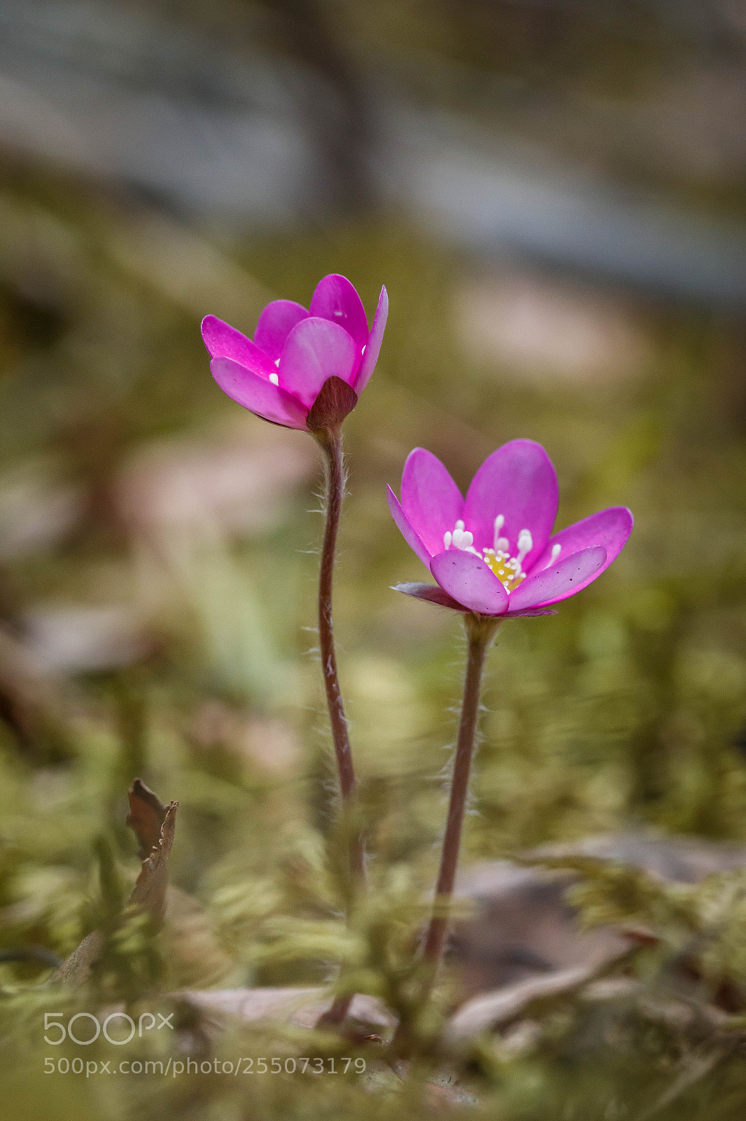 Canon EOS 70D sample photo. Anemone hepatica photography