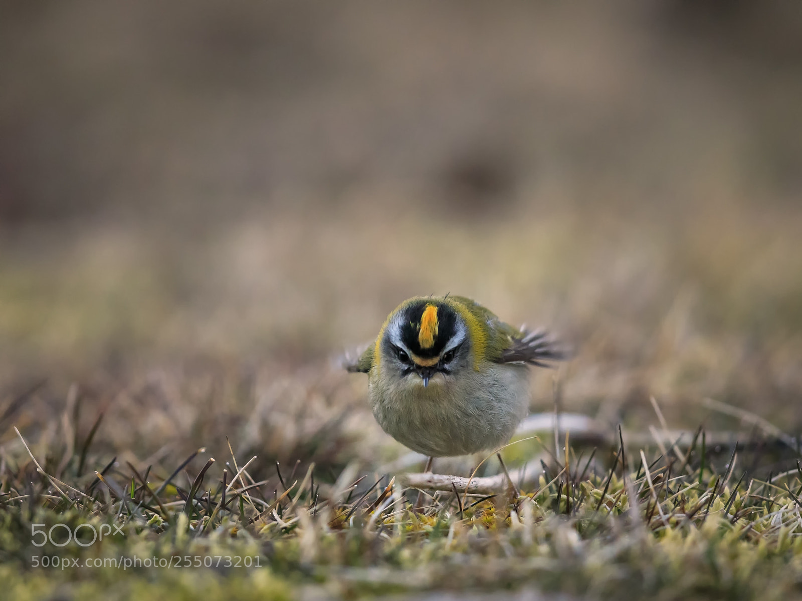 Canon EOS 5D Mark IV sample photo. Firecrest in short grass photography