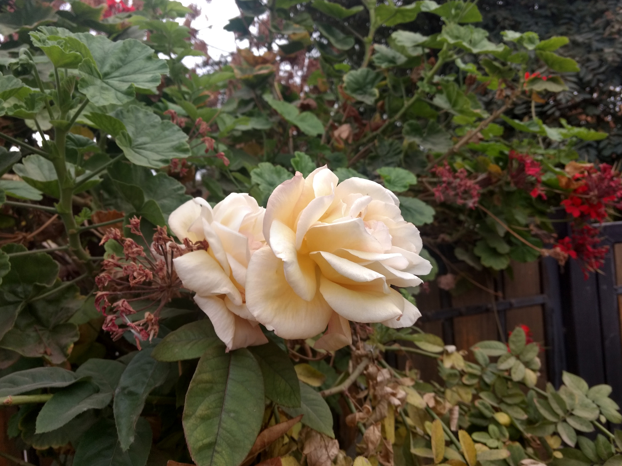 Motorola Moto Z Play sample photo
