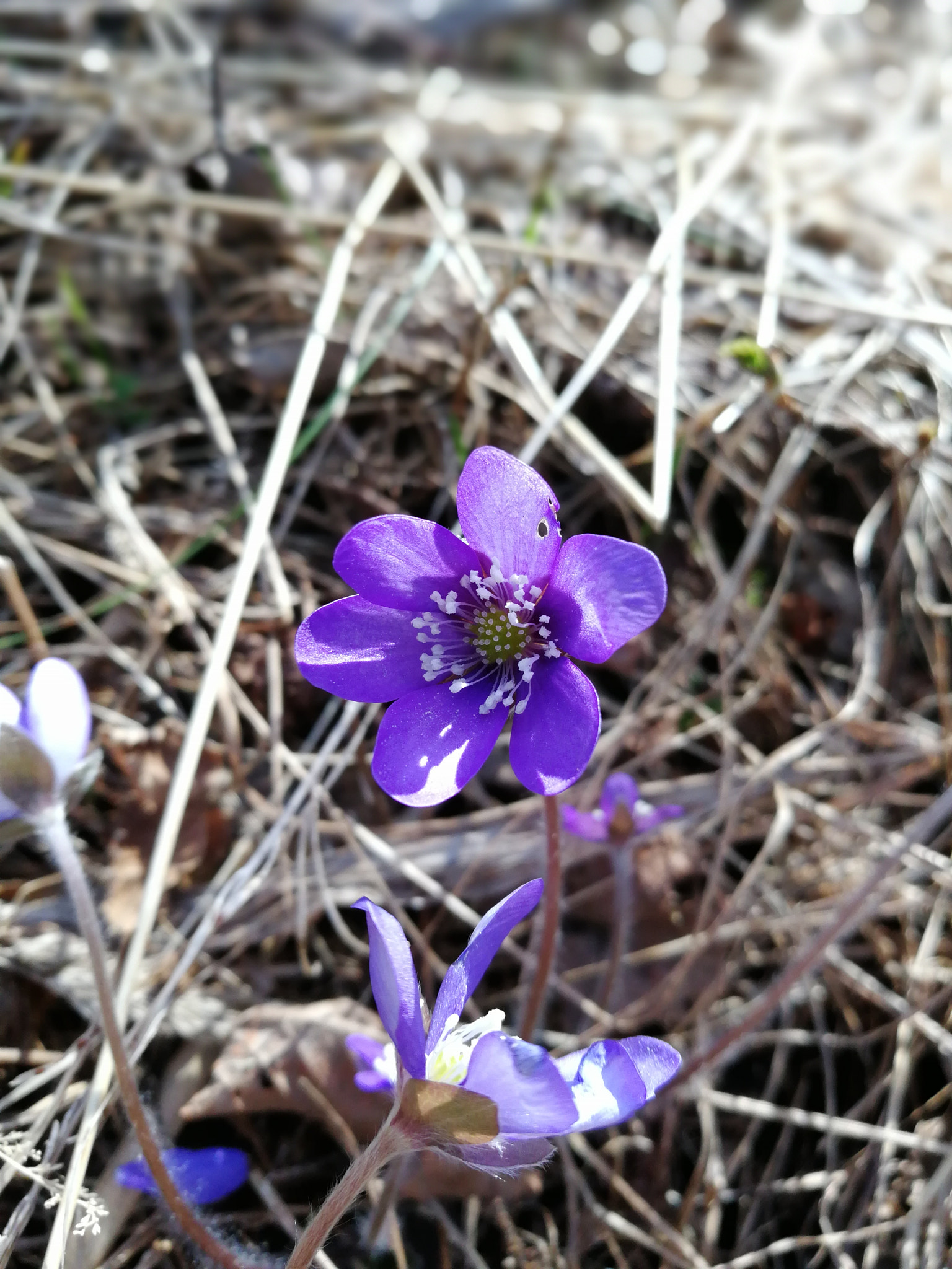 HUAWEI Honor 8 Pro sample photo. Prurple flower photography