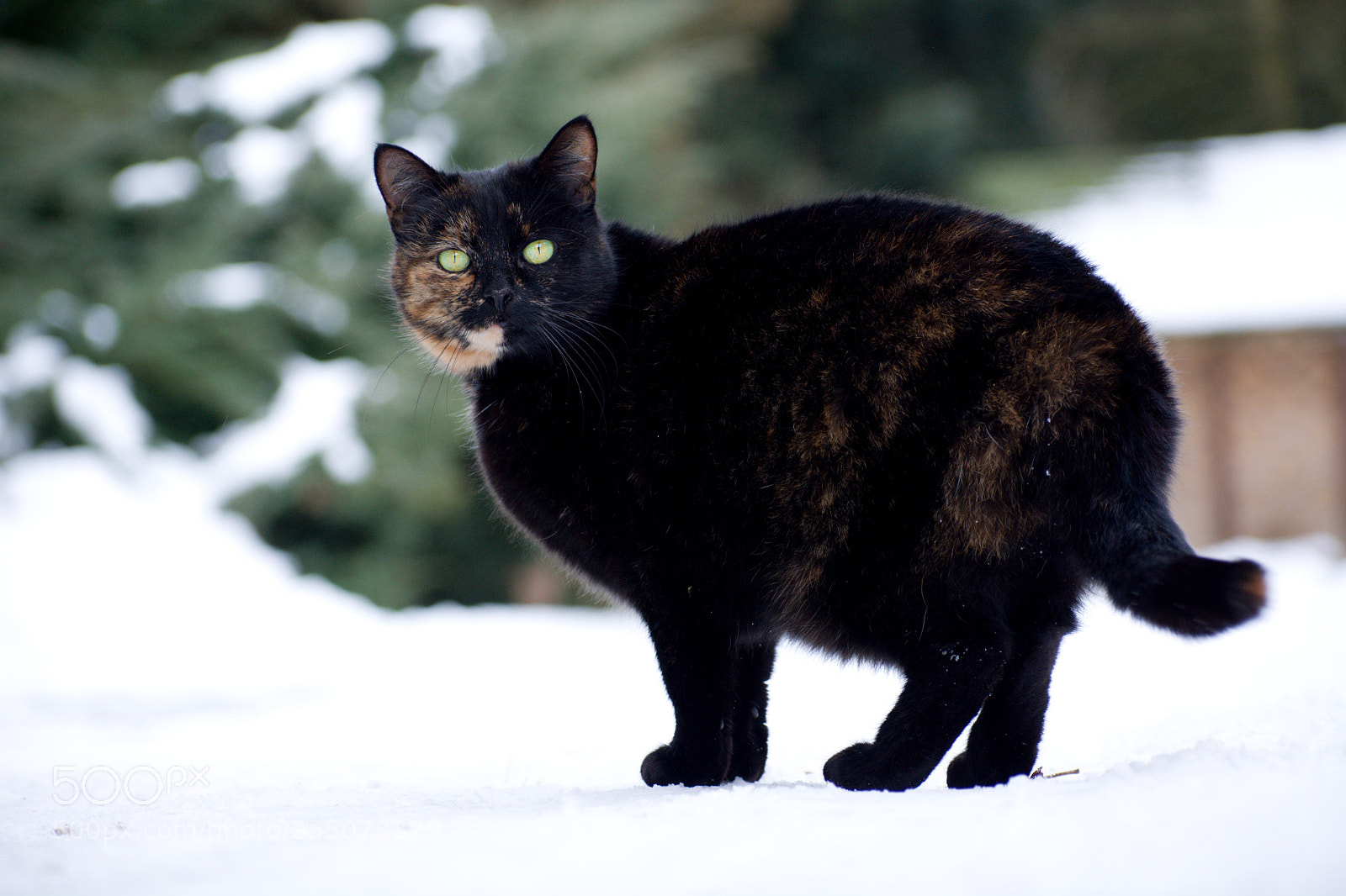 Nikon D7100 sample photo. Domestic cat photography