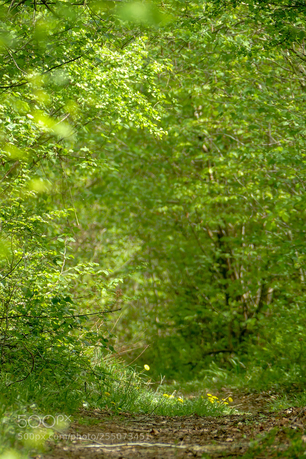 Panasonic Lumix DMC-FZ1000 sample photo. Foret de retz photography