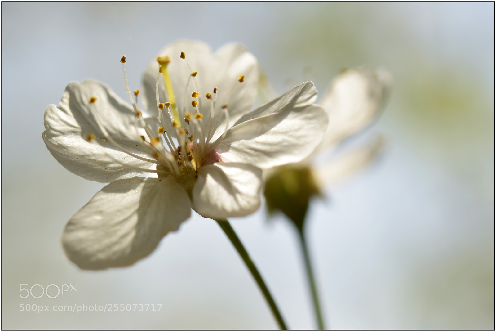Nikon D3300 sample photo. …welcome, spring! – iv... photography