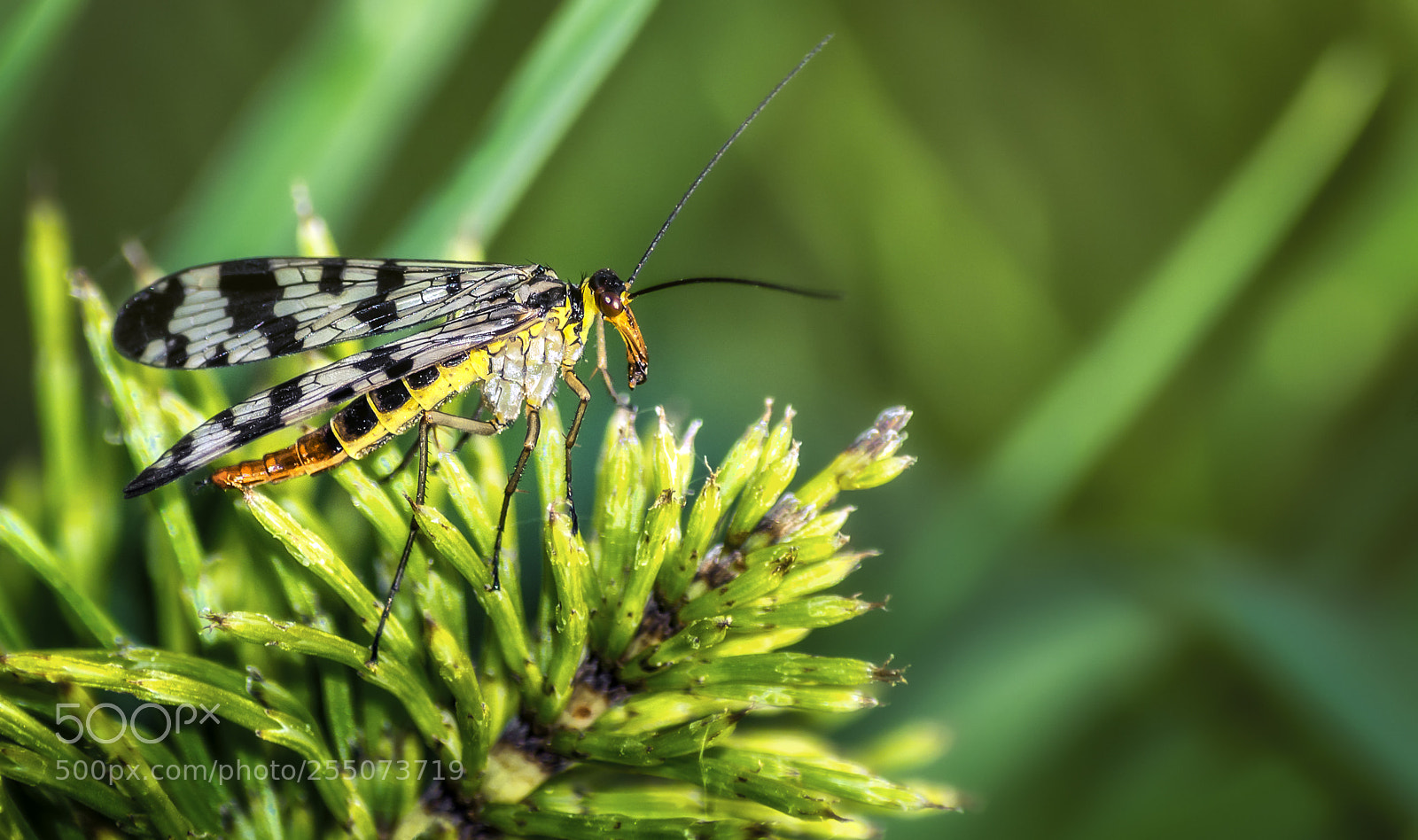 Nikon D7200 sample photo. Panorpa communis ♀ photography