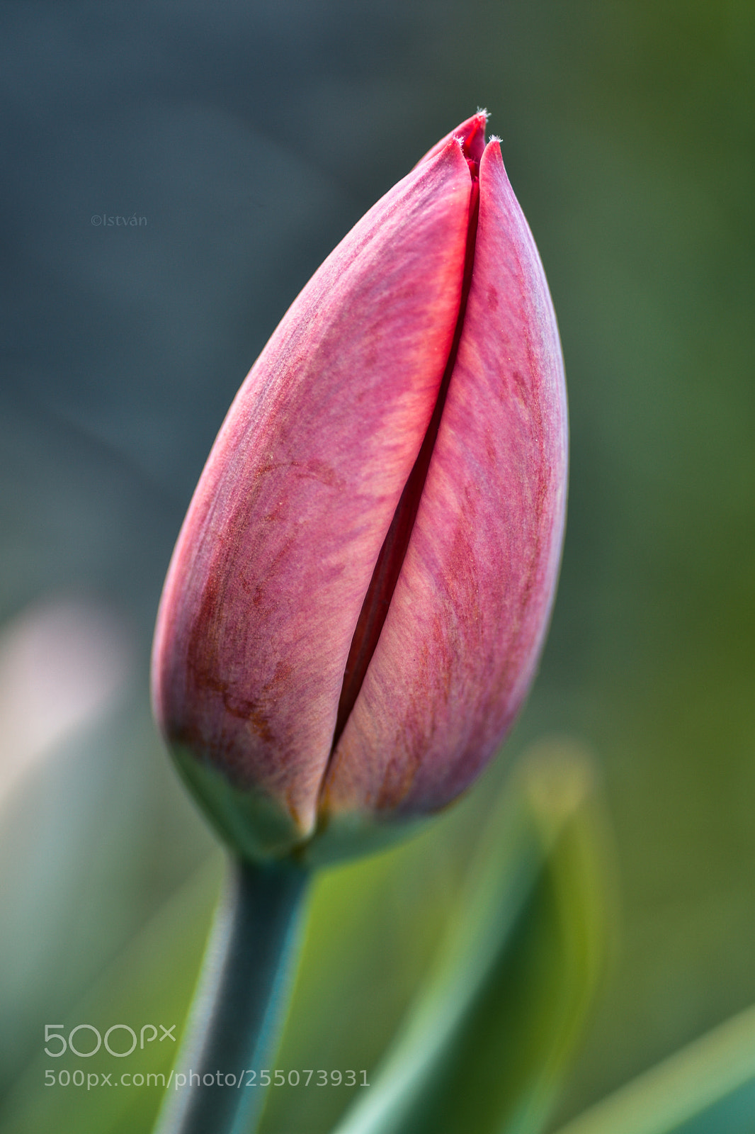 Nikon D7200 sample photo. Perfect end of april photography