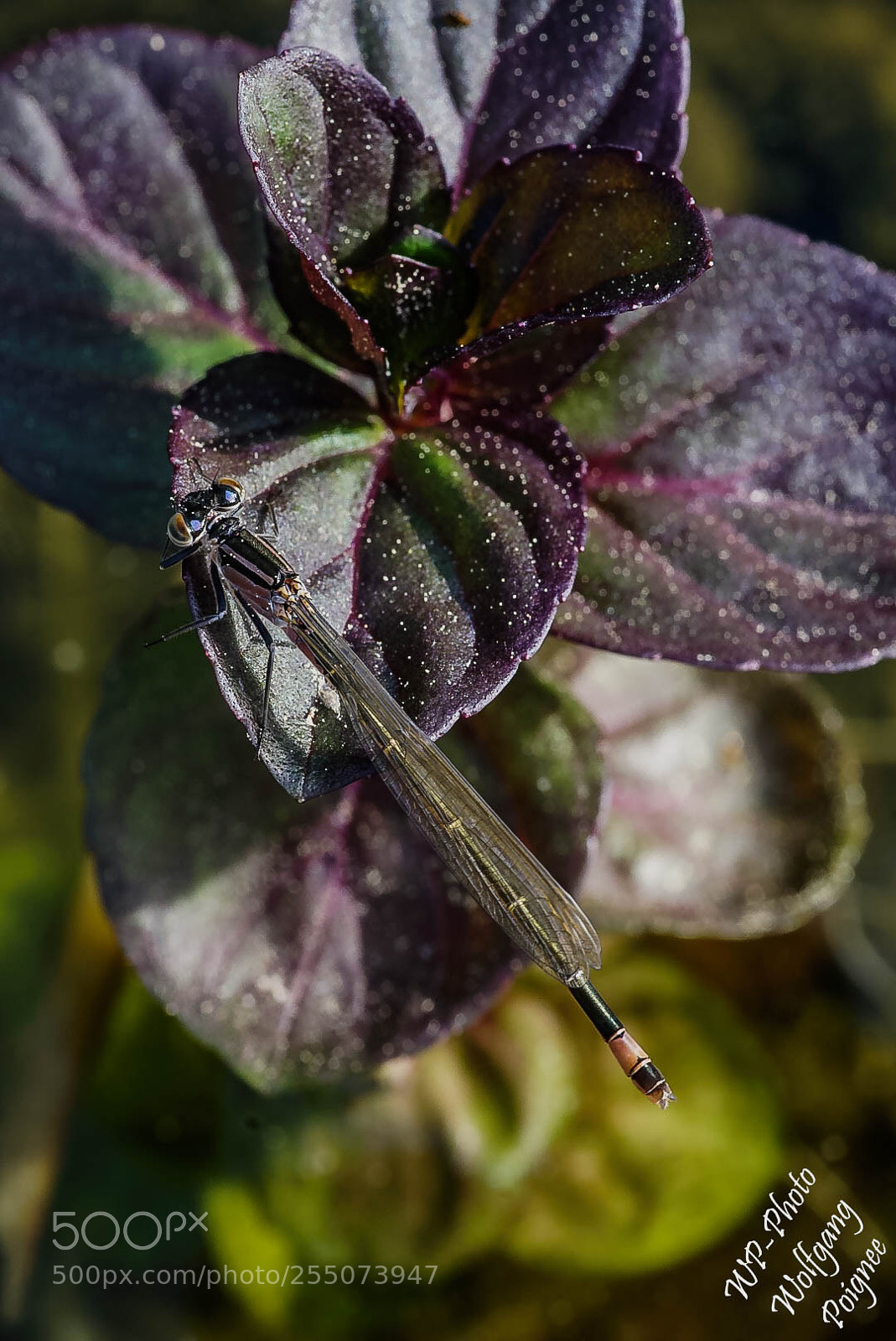 Sony a6000 sample photo. Große pechlibelle photography