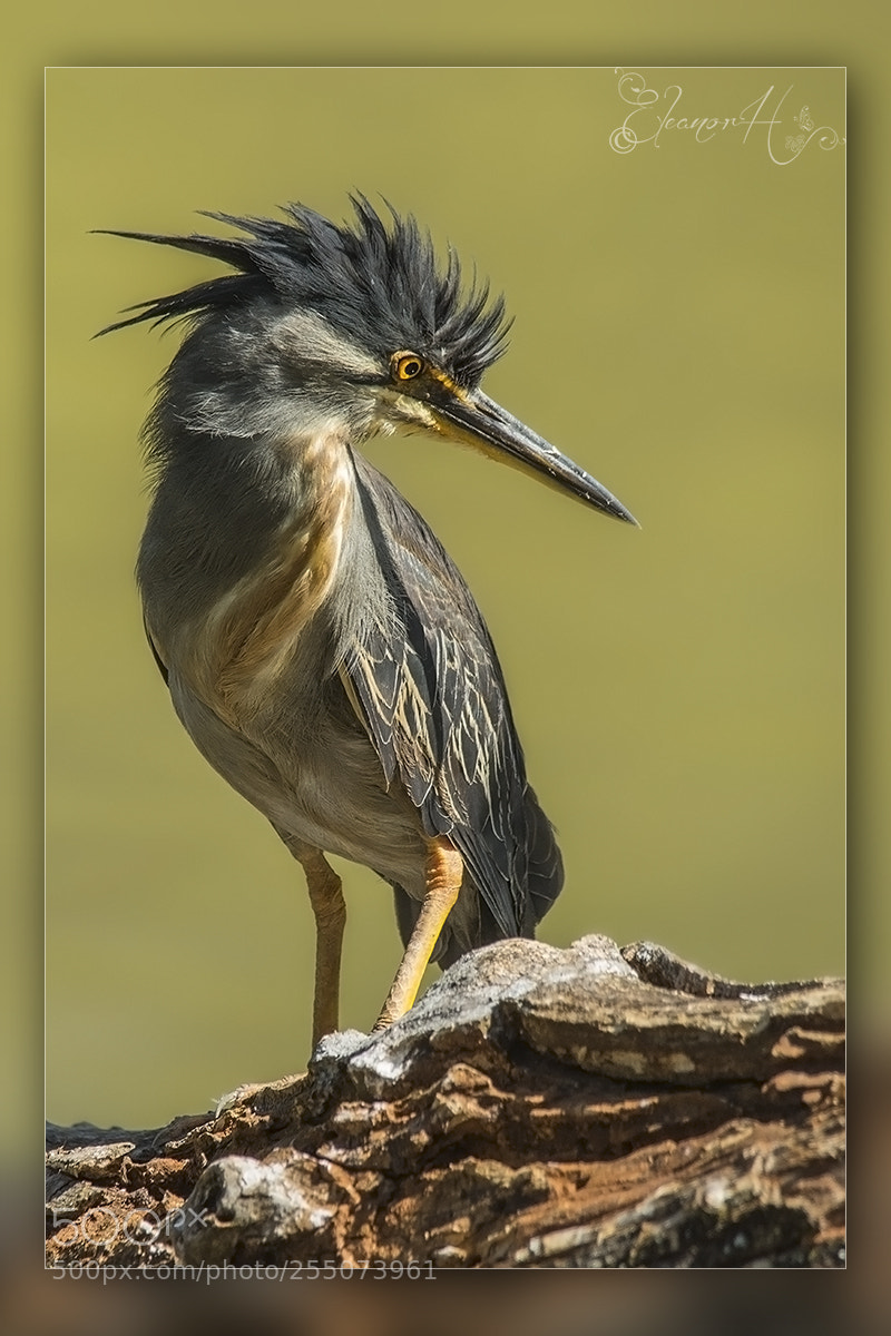 Nikon D7100 sample photo. Greenback heron photography