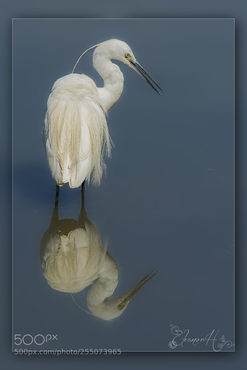 Nikon D7100 sample photo. Reflection photography