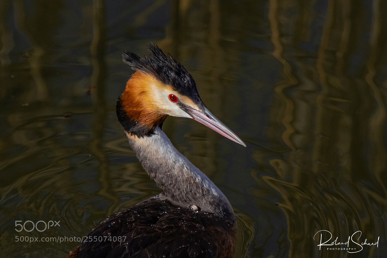 Canon EOS 7D Mark II sample photo. Portrait of a grebe photography