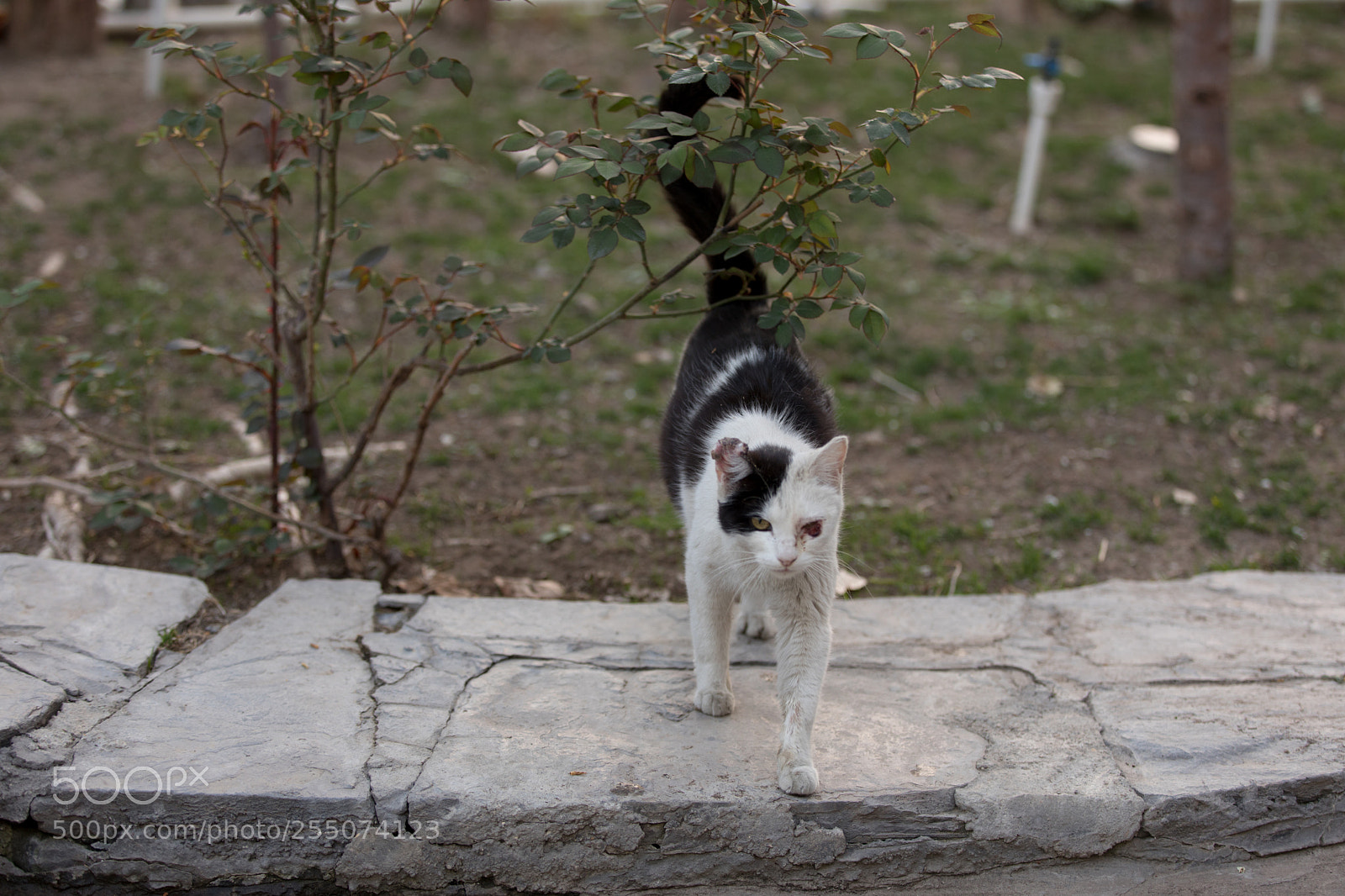 Canon EOS 5D Mark IV sample photo. Go away photography