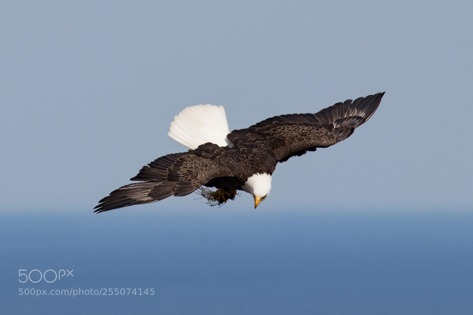 Canon EOS 80D sample photo. Bald eagle photography