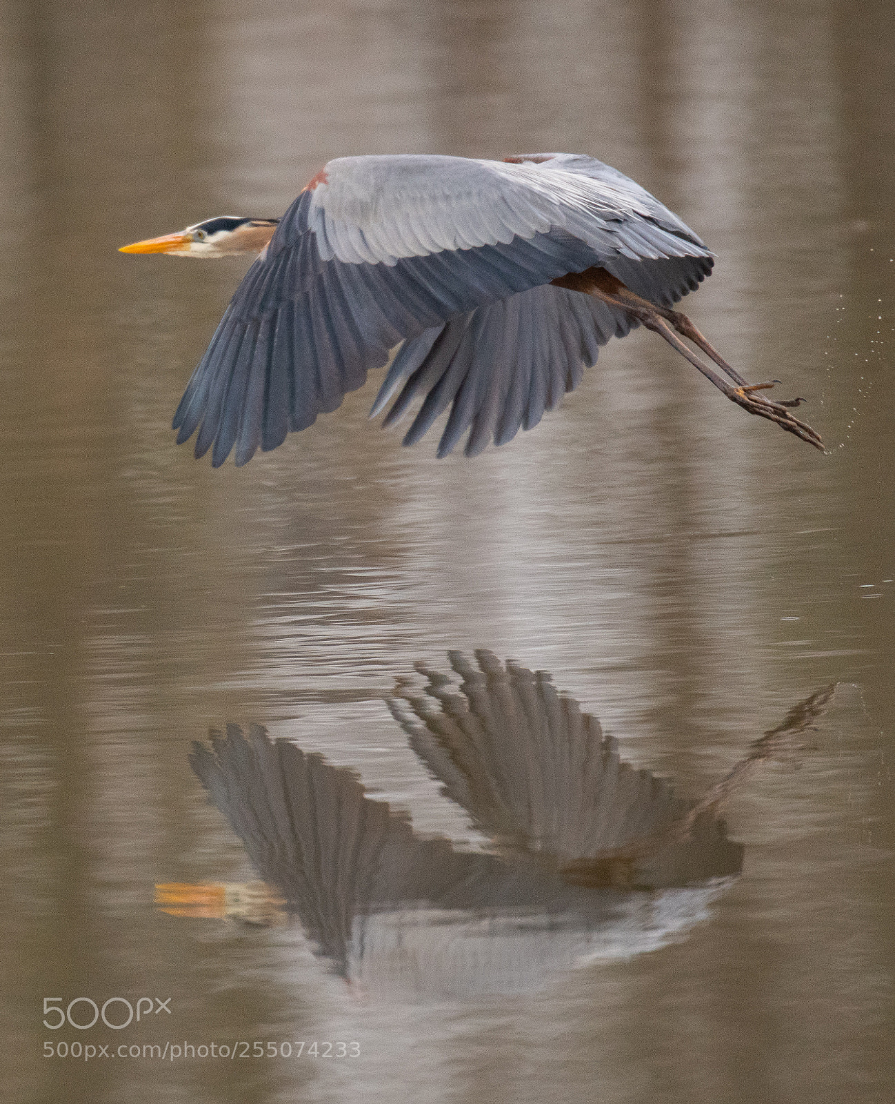 Nikon D850 sample photo. Blue heron grazing water! photography
