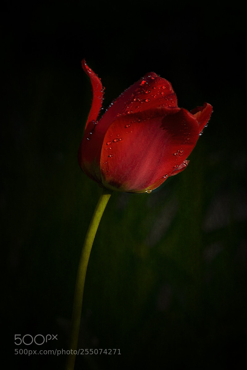 Canon EOS 7D Mark II sample photo. Passion photography