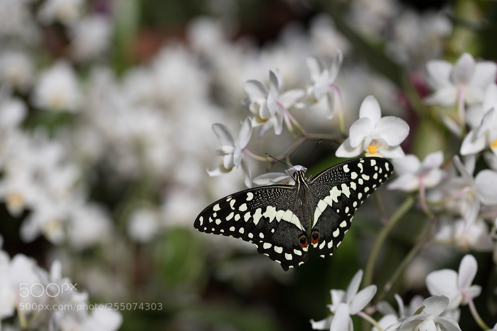 Canon EOS 5D Mark IV sample photo. Papillon photography