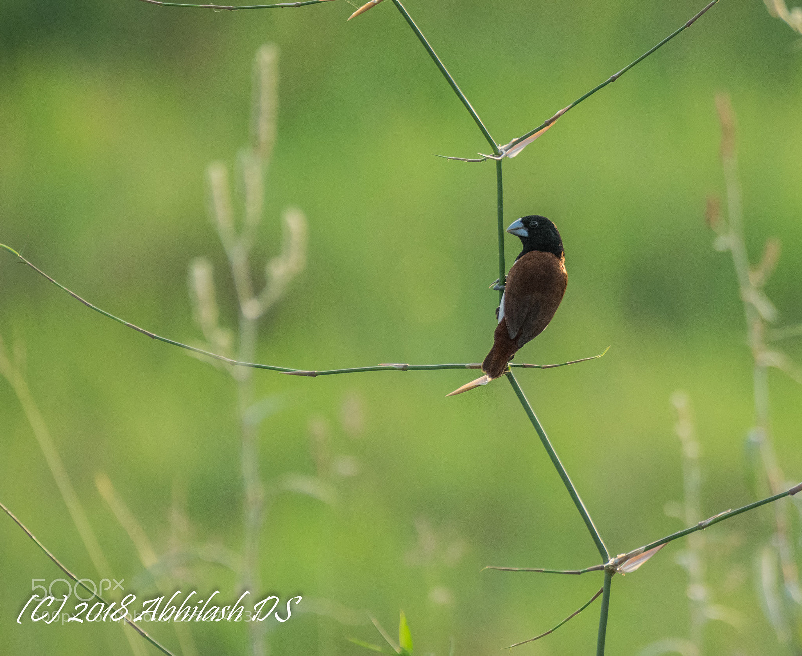 Nikon D5300 sample photo. Untitled photography