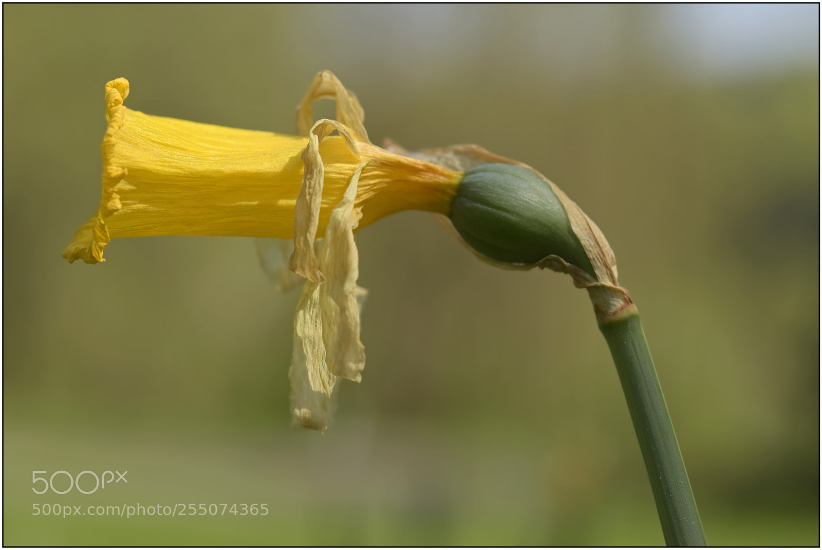 Nikon D3300 sample photo. …welcome, spring! – v... photography