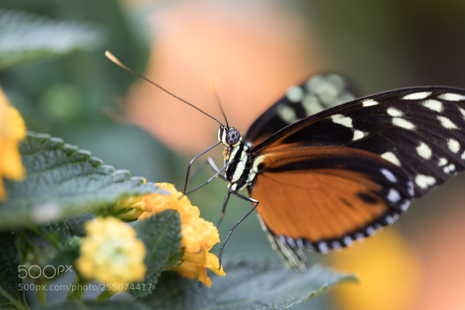 Canon EOS 5D Mark IV sample photo. Papillon photography