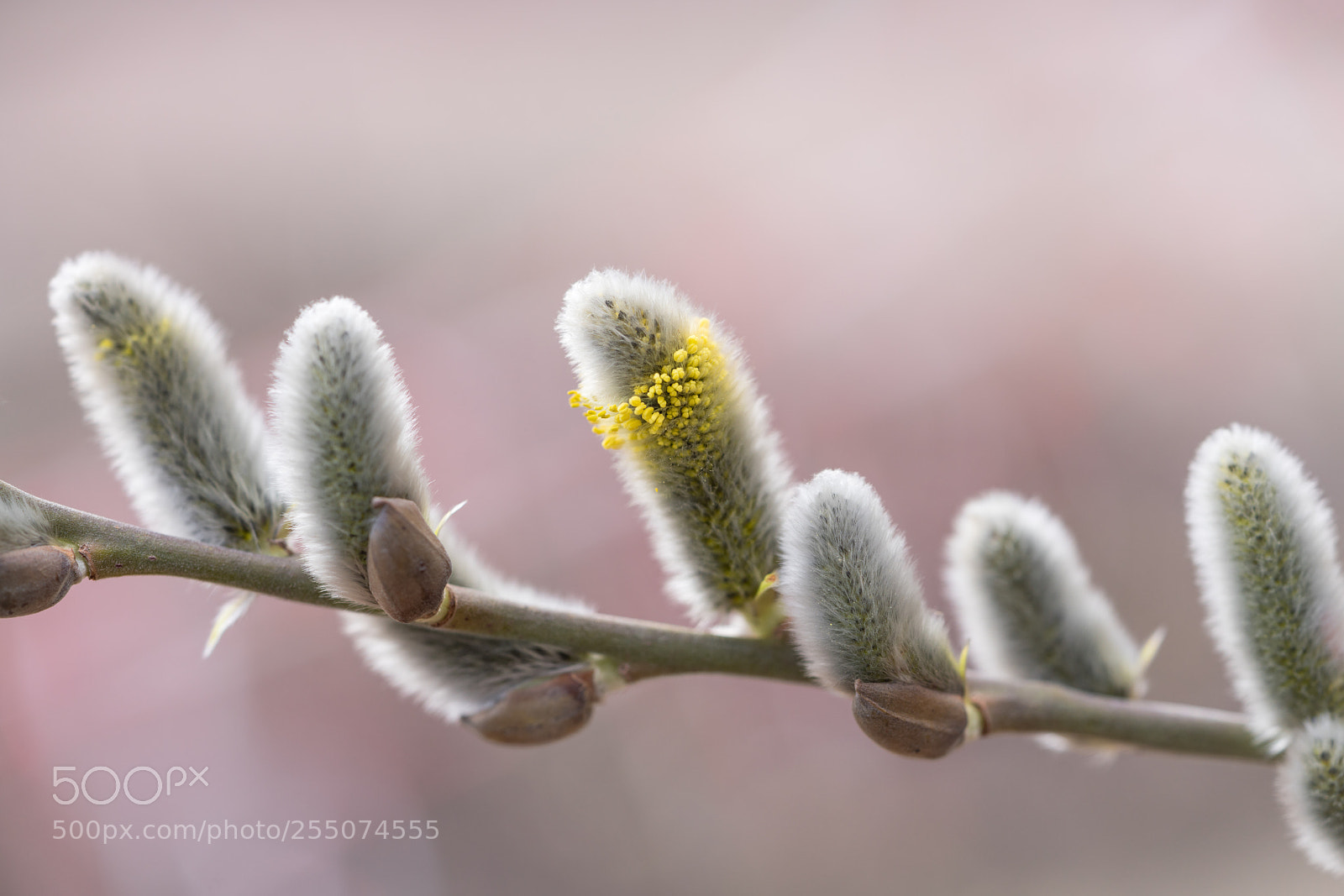 Sony a7R II sample photo. The individualist photography