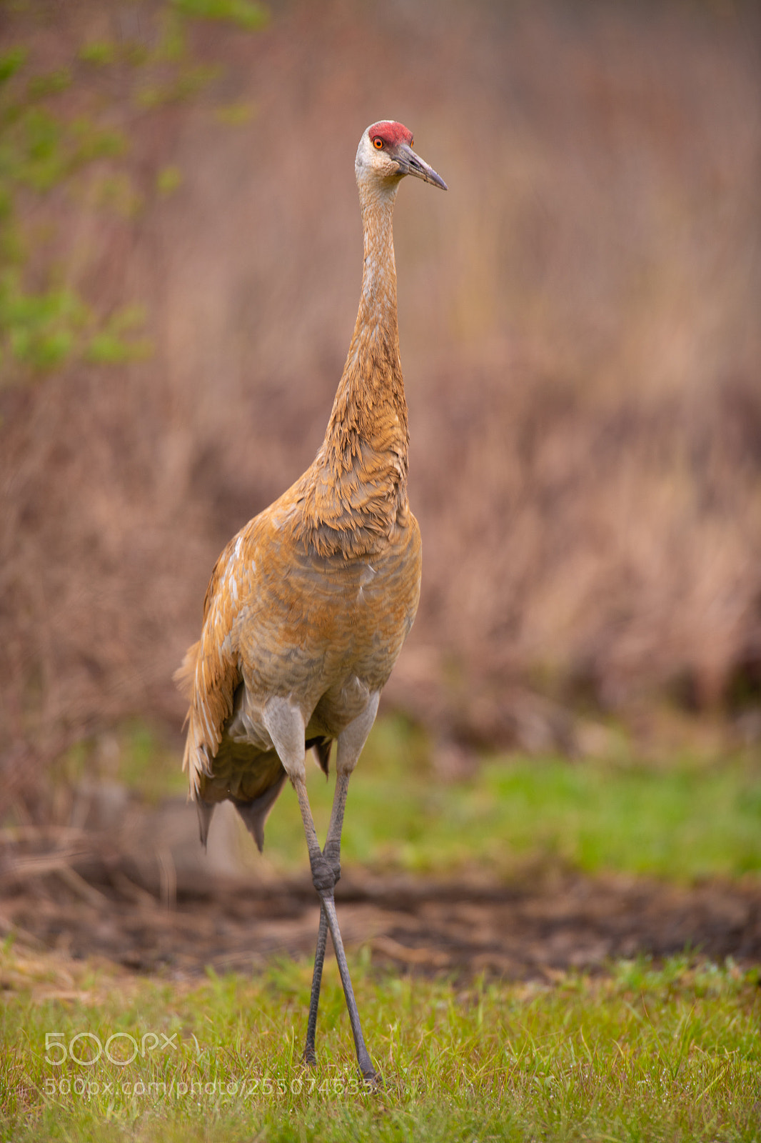 Nikon D850 sample photo. Sandhill crane in spring! photography