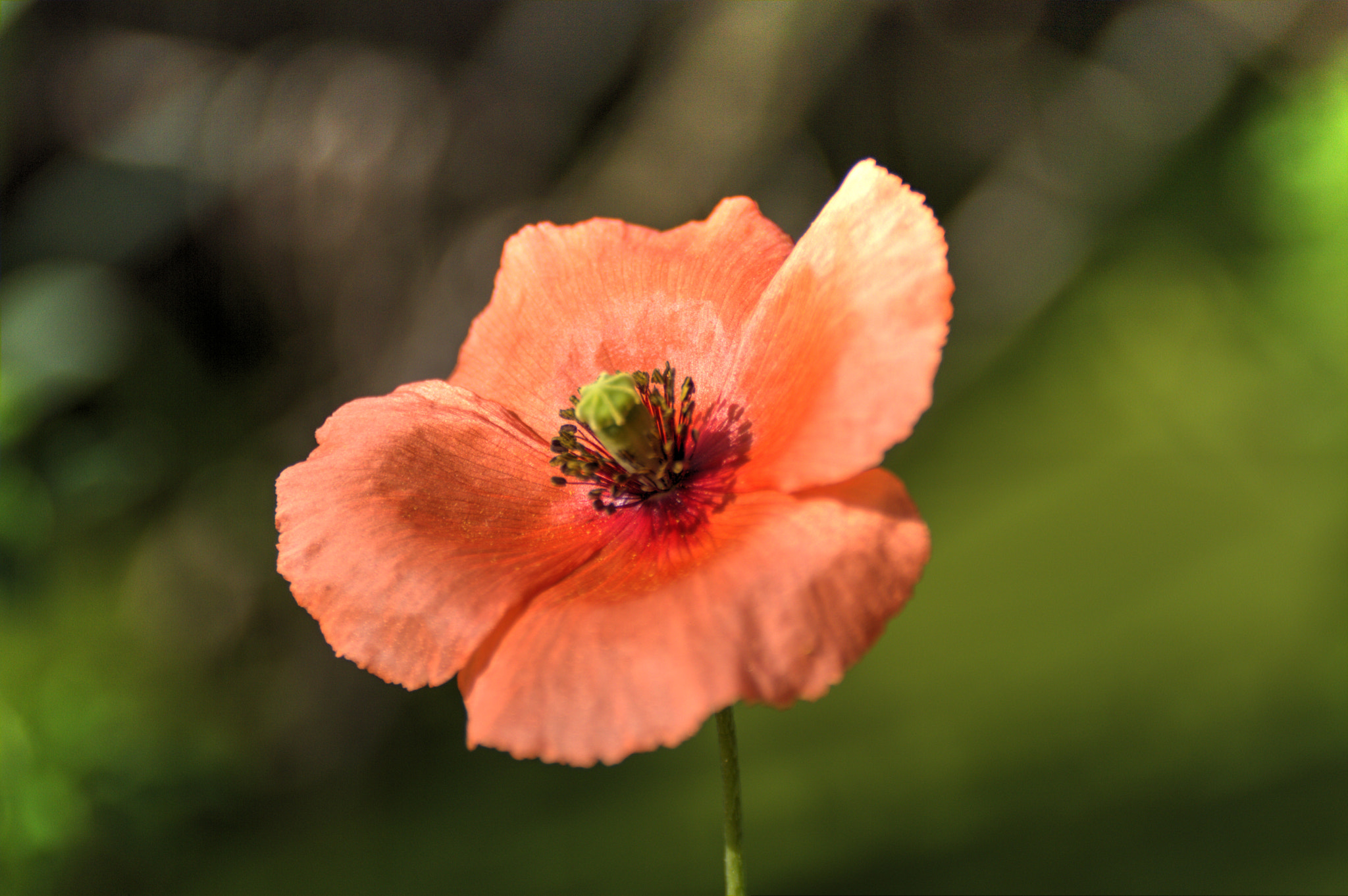 Nikon D3200 sample photo. Papoila photography