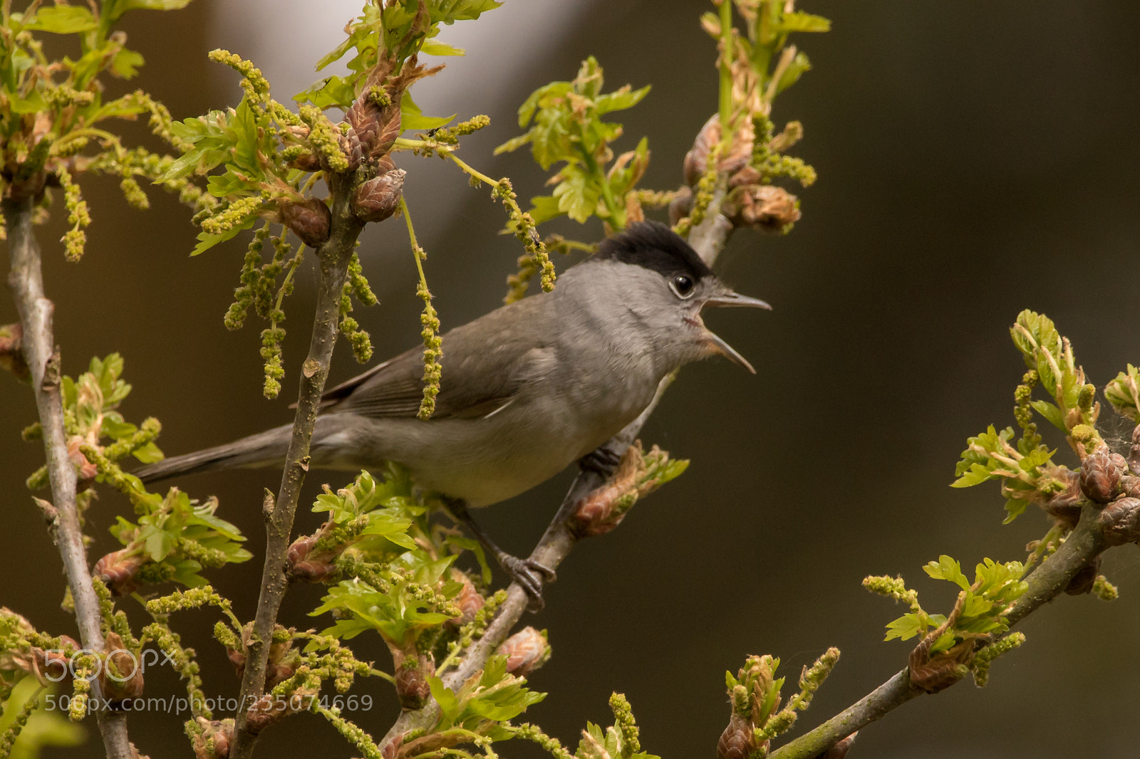 Canon EOS 750D (EOS Rebel T6i / EOS Kiss X8i) sample photo. Blackcap photography