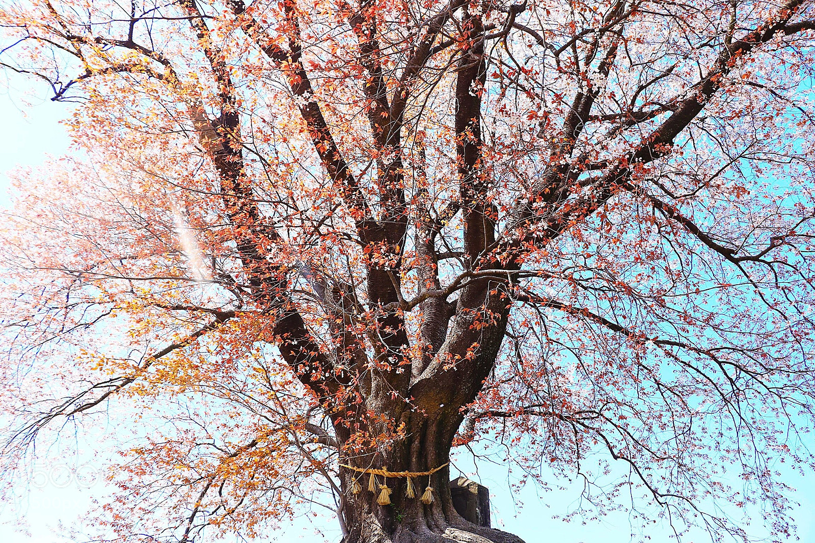 Canon EOS 7D Mark II sample photo. Sakura-さくら photography