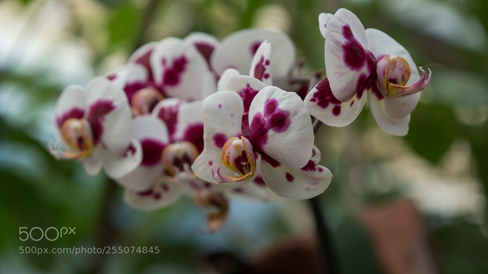 Sony a6300 sample photo. Orchidmadness photography