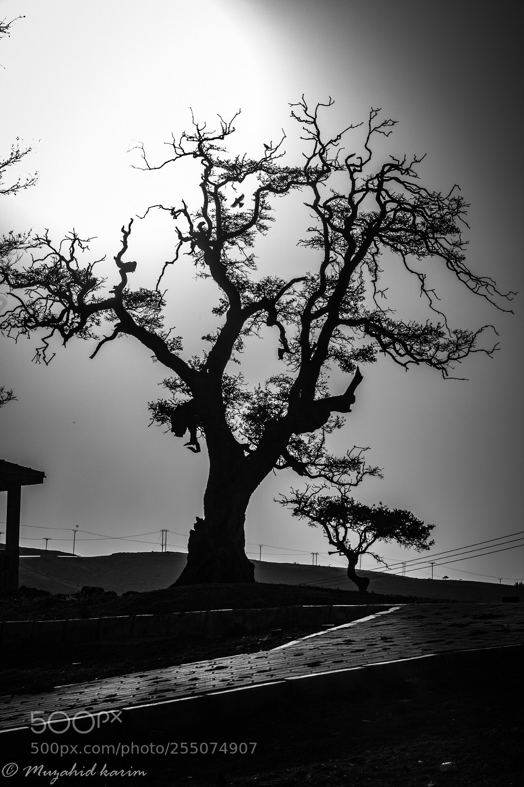 Canon EOS 5D Mark IV sample photo. Branches photography