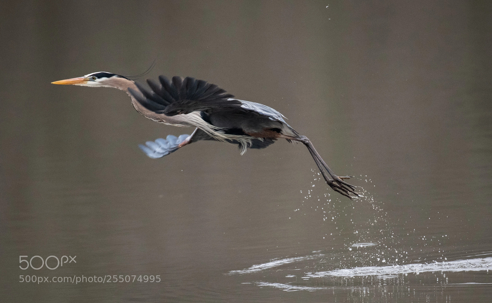 Nikon D850 sample photo. Blue heron lifting off! photography