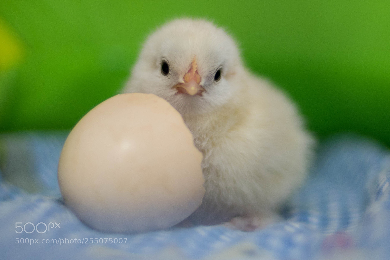 Nikon D850 sample photo. First day chick photography