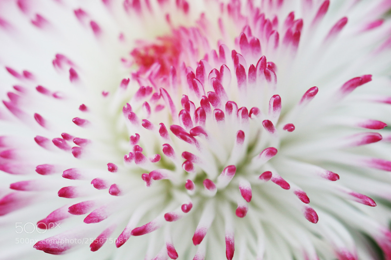 Canon EOS 80D sample photo. Pink photography