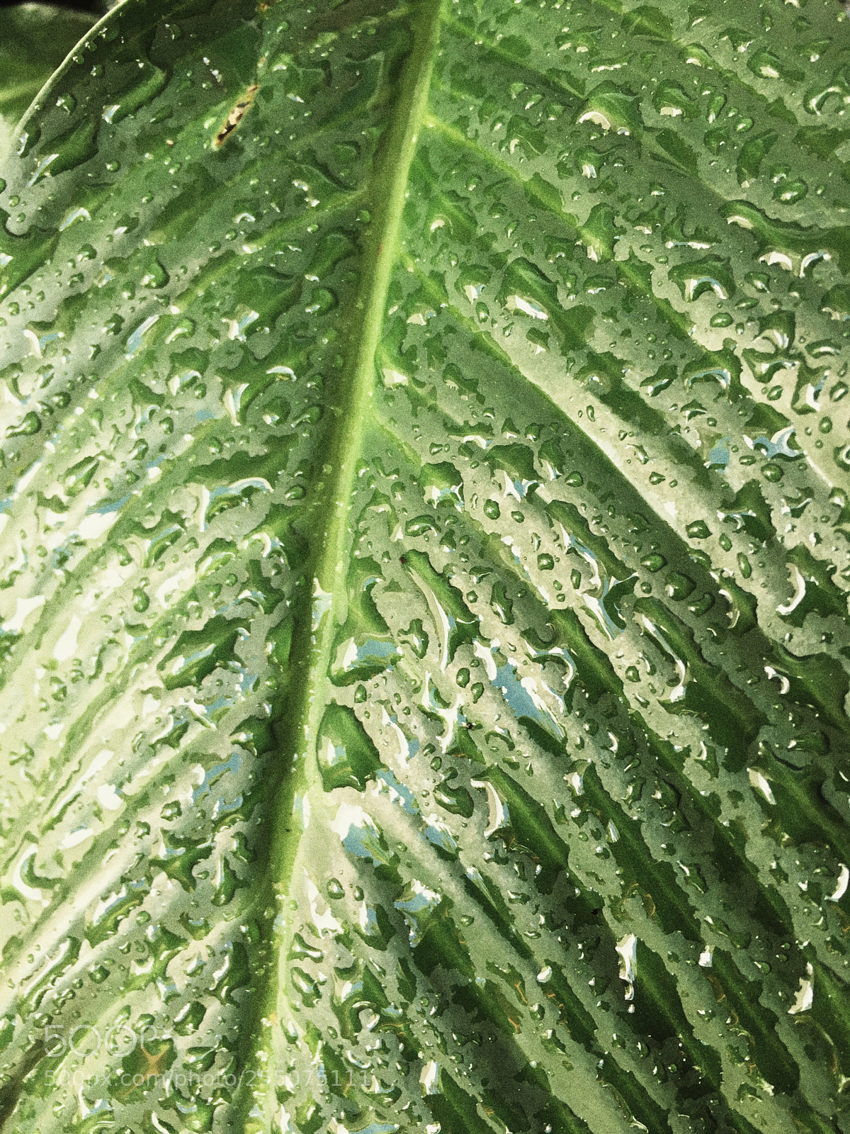 Apple iPhone 6s sample photo. Verde photography