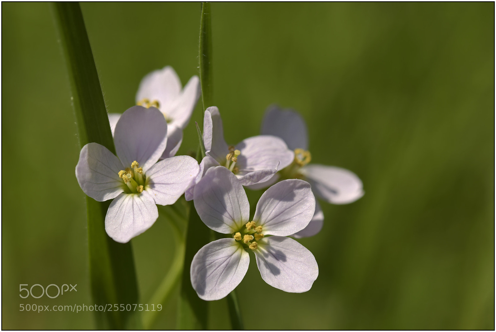 Nikon D3300 sample photo. …welcome, spring! – vi... photography