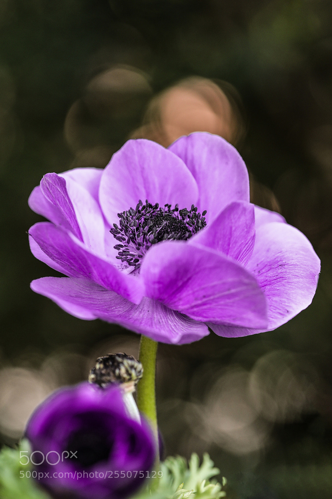 Canon EOS 5D Mark IV sample photo. Purple photography