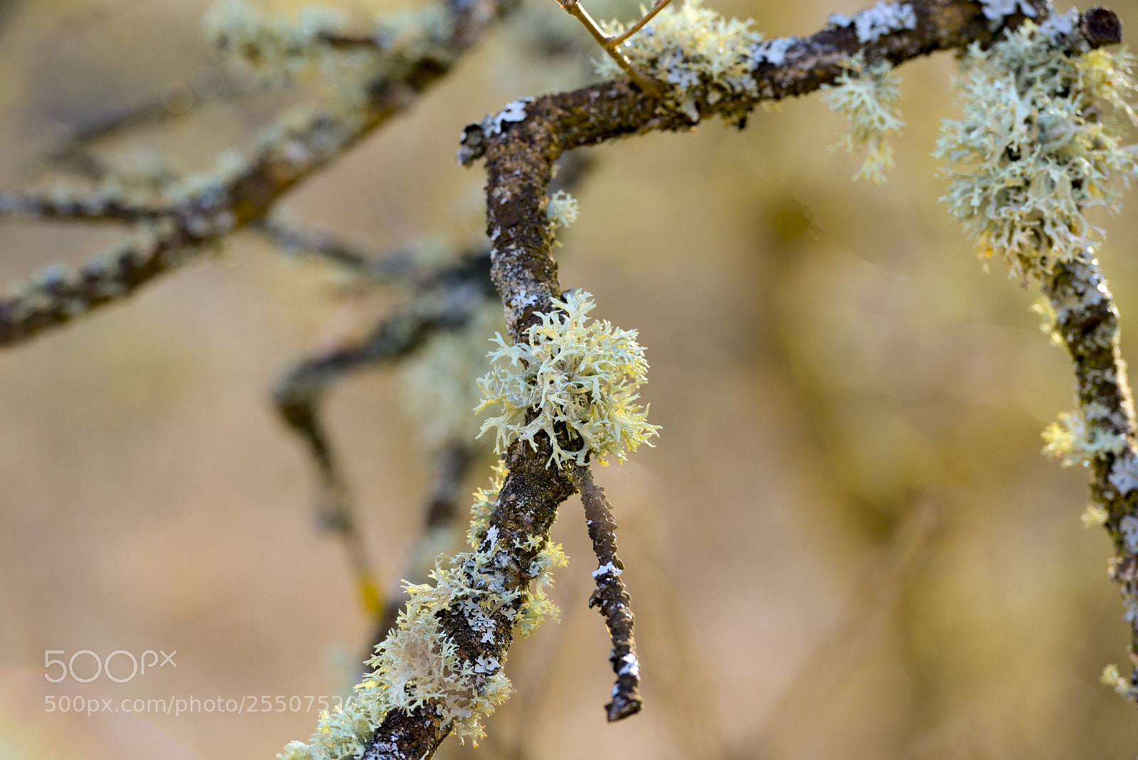 Nikon D800 sample photo. Detalles photography