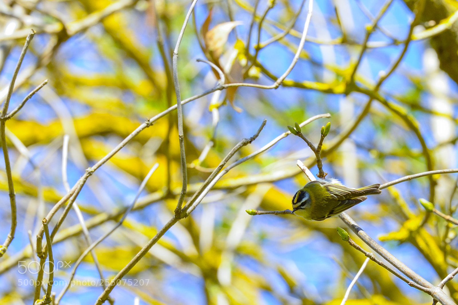 Nikon D800 sample photo. The bird photography